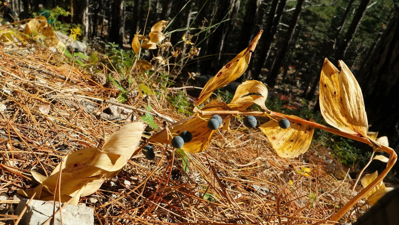 Image of Polygonatum hirtum specimen.