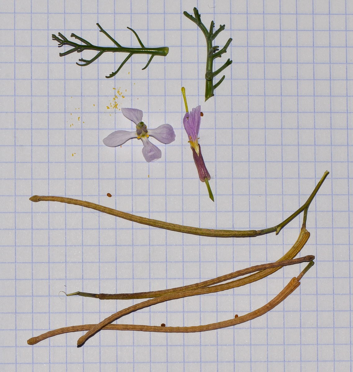 Image of Pseuderucaria clavata specimen.