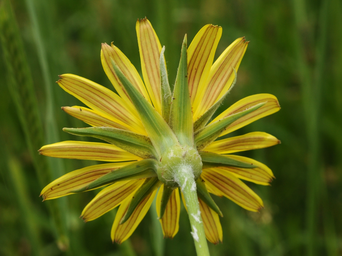 Изображение особи Tragopogon orientalis.