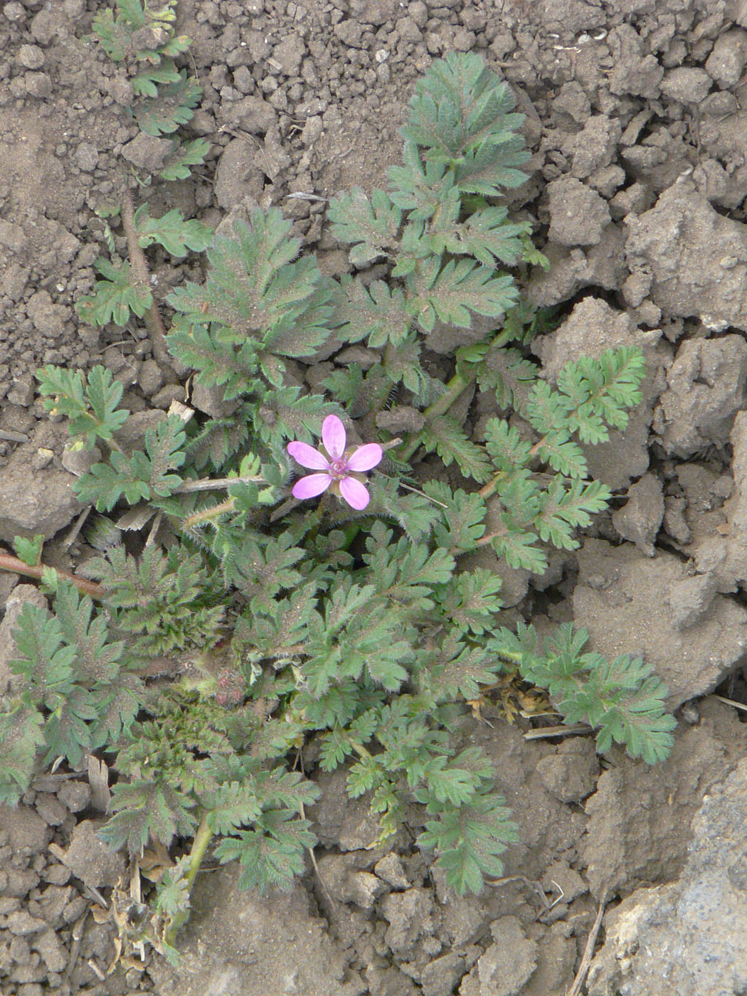 Изображение особи Erodium cicutarium.