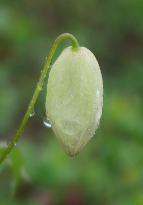 Image of Atragene sibirica specimen.