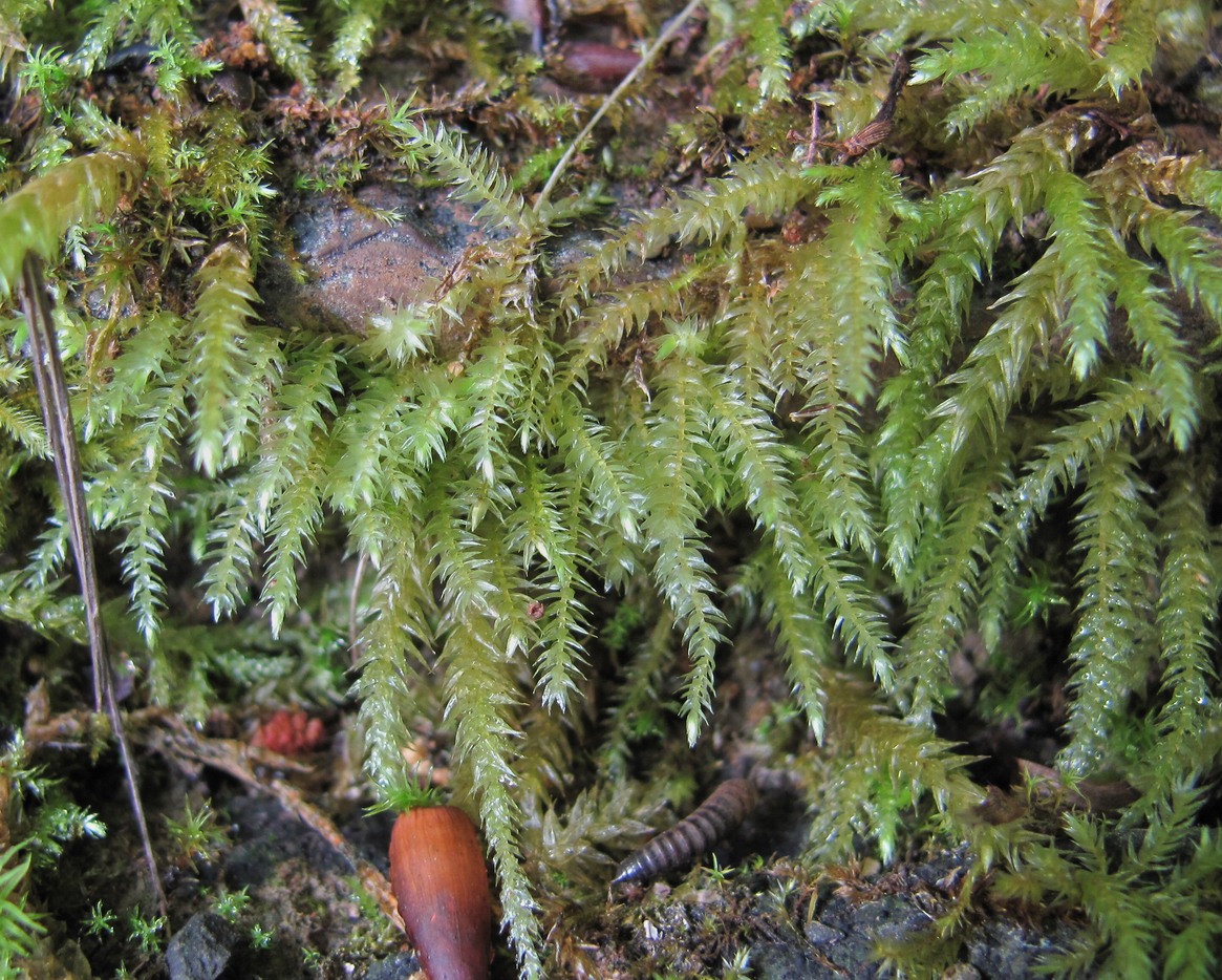 Image of ordo Hypnales specimen.