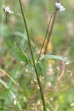 Valeriana sambucifolia. Средняя часть побега с листьями и пазушными соцветиями. Мурманская обл., п-ов Рыбачий, побережье губы Большая Мотка, приморский луг. 14.08.2016.