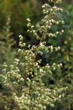 Artemisia scoparia