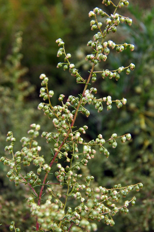 Изображение особи Artemisia scoparia.