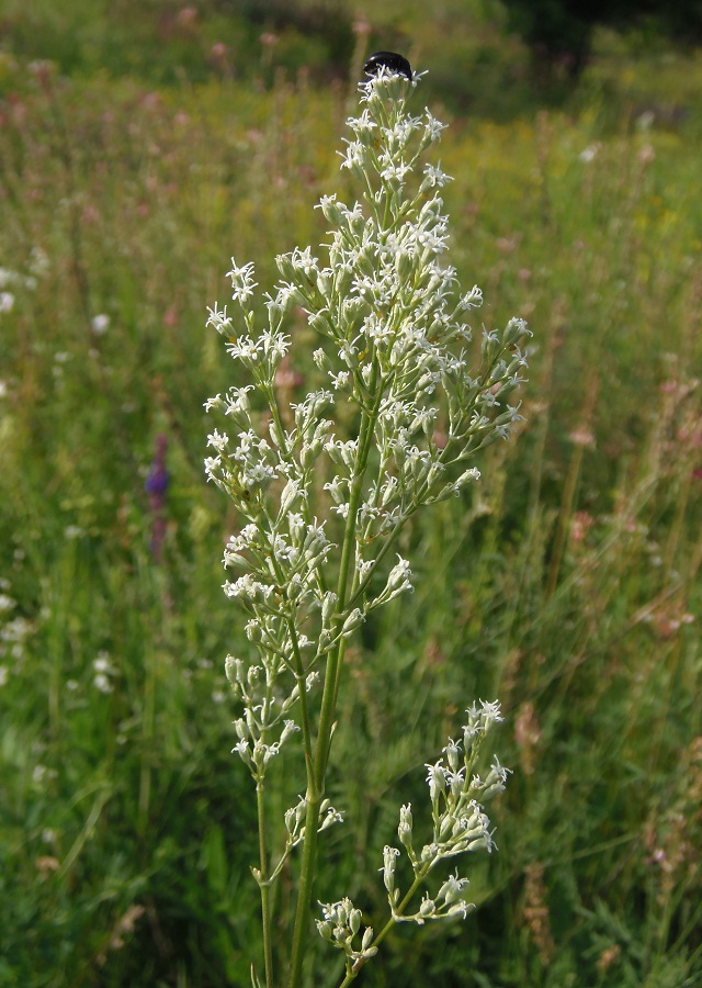 Image of Silene wolgensis specimen.