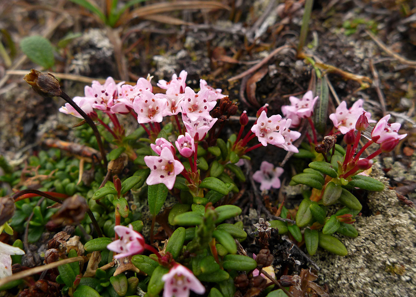 Image of Loiseleuria procumbens specimen.