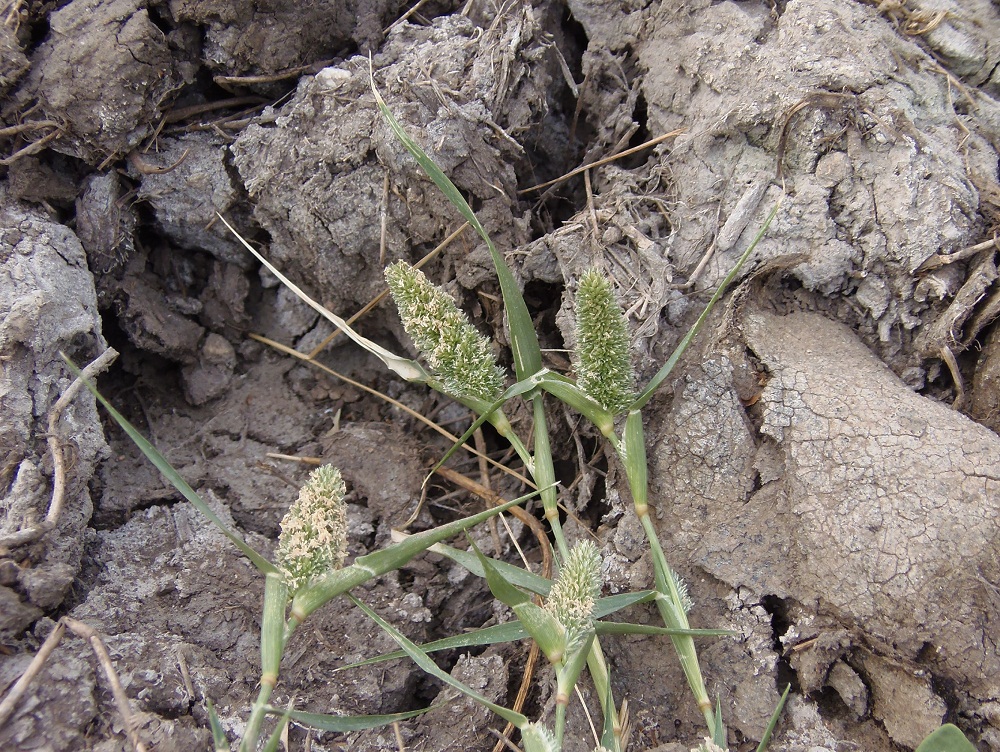 Image of Crypsis schoenoides specimen.