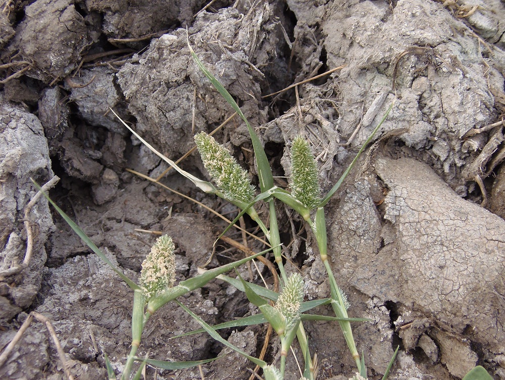 Изображение особи Crypsis schoenoides.