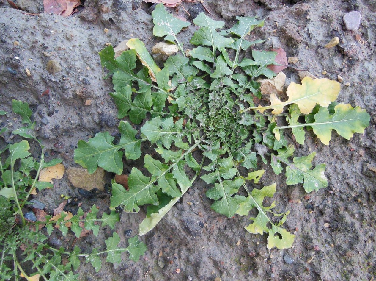 Изображение особи Sisymbrium officinale.