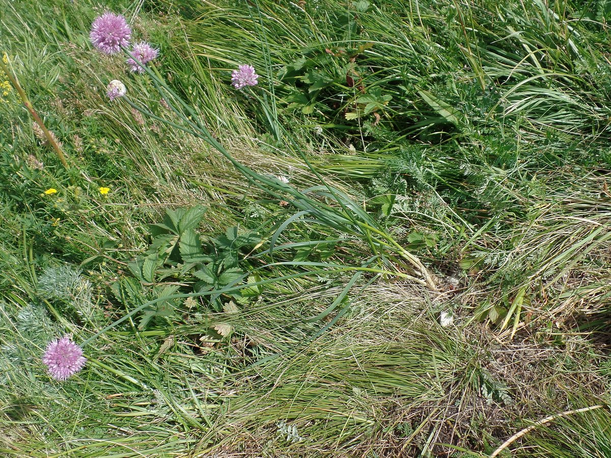 Image of Allium hymenorhizum specimen.
