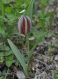 Fritillaria gussichiae