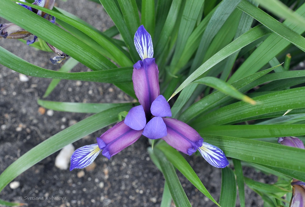 Изображение особи Iris graminea.