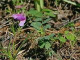 Lathyrus humilis