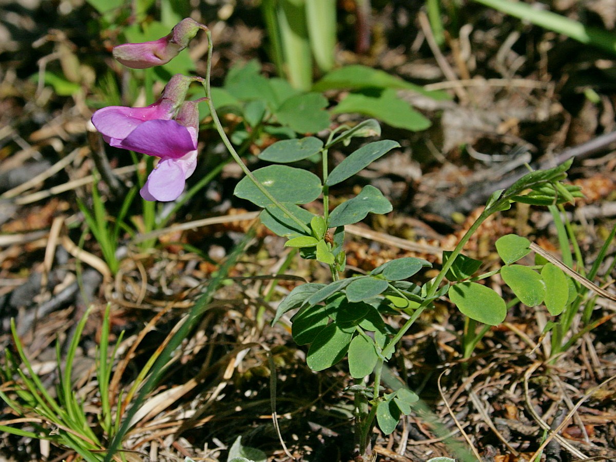 Image of Lathyrus humilis specimen.
