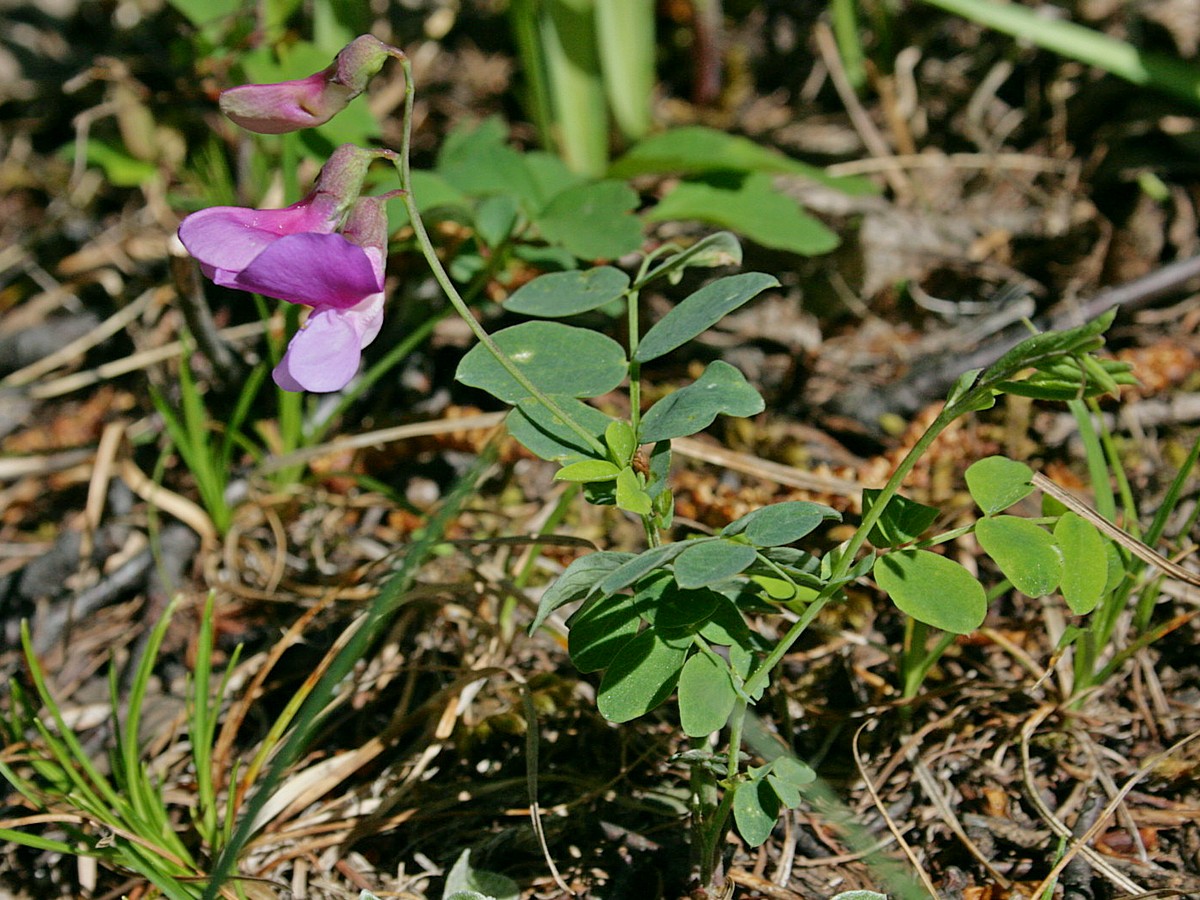 Изображение особи Lathyrus humilis.