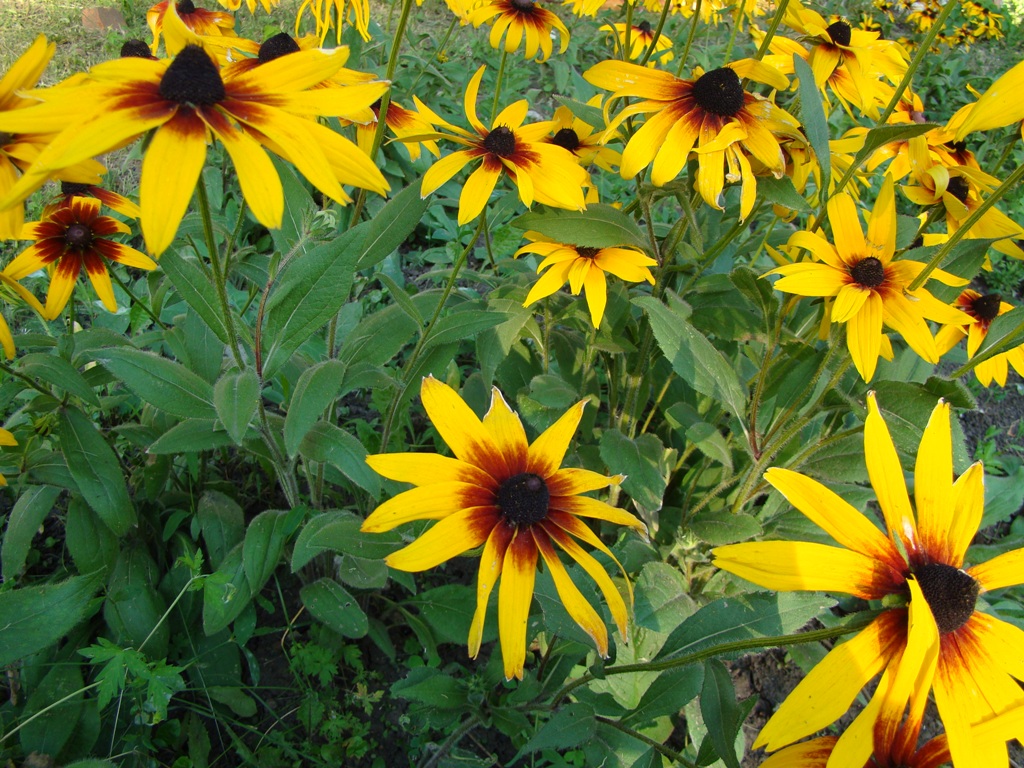 Image of Rudbeckia hirta specimen.