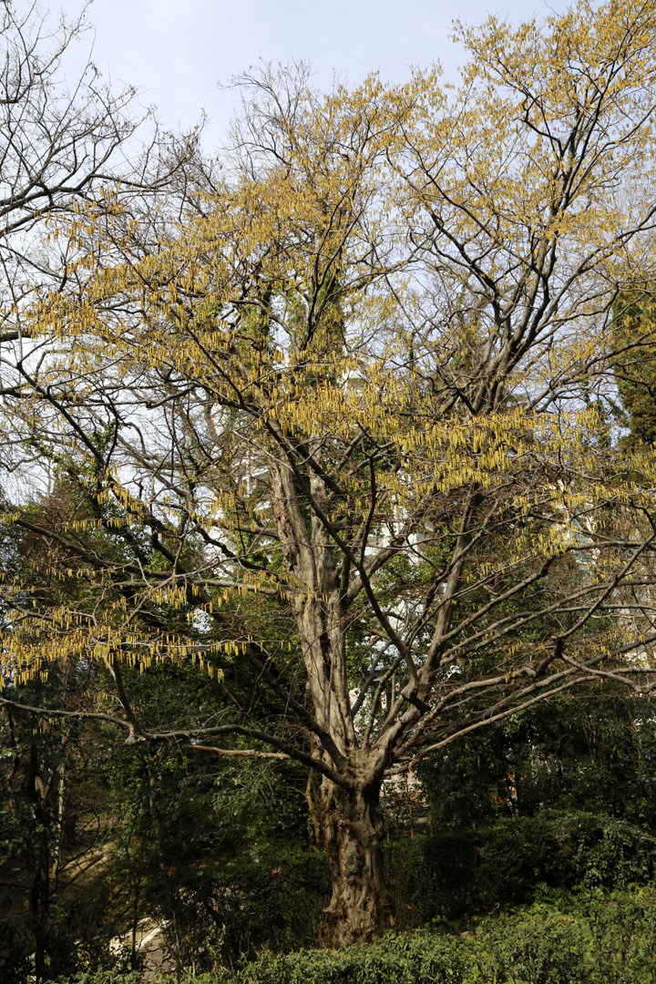 Изображение особи Carpinus betulus.