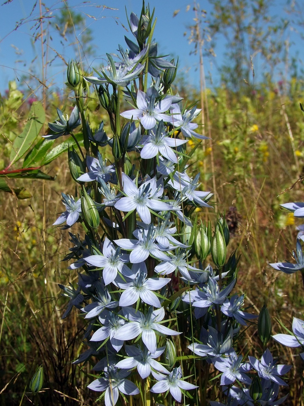 Изображение особи Lomatogonium rotatum.