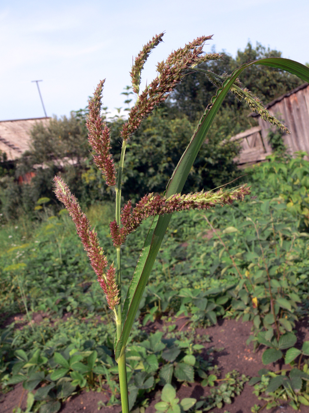 Изображение особи Echinochloa crus-galli.