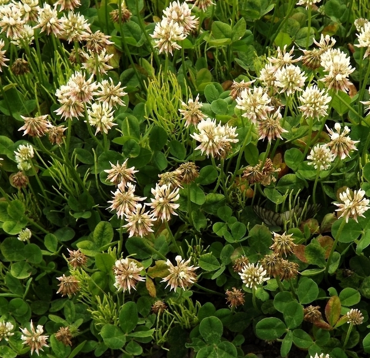 Image of Trifolium repens specimen.
