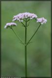 Valeriana officinalis