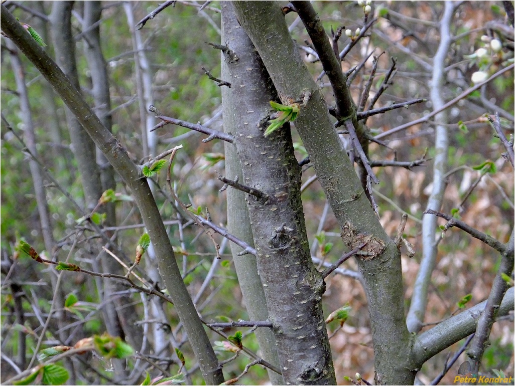 Изображение особи Prunus spinosa.