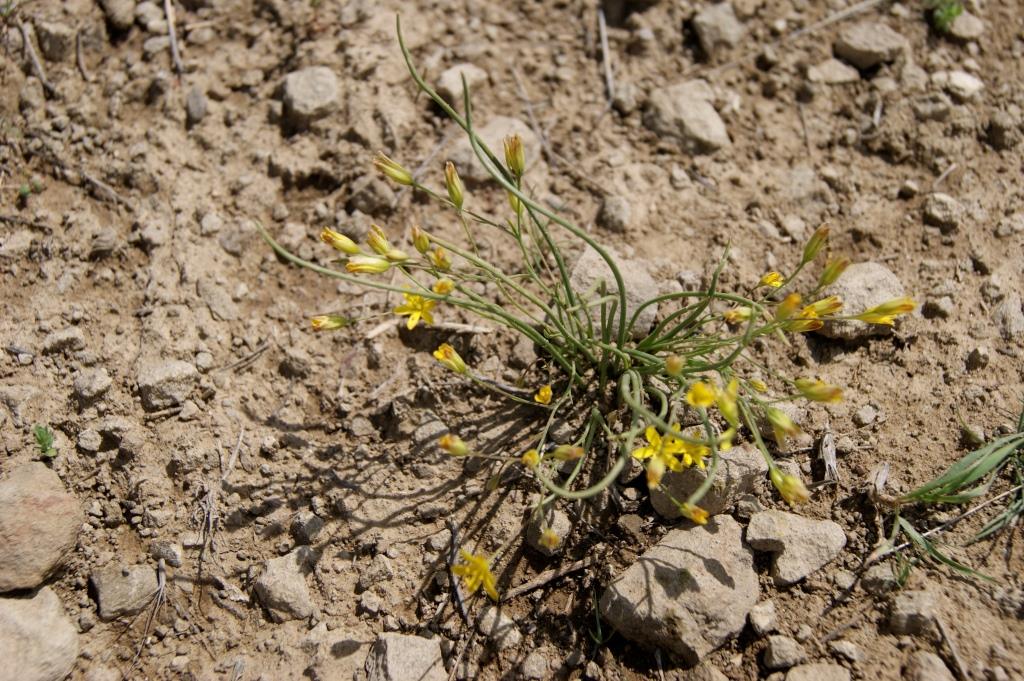 Image of Gagea tenuifolia specimen.