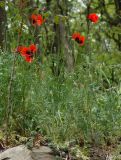 Papaver ambiguum