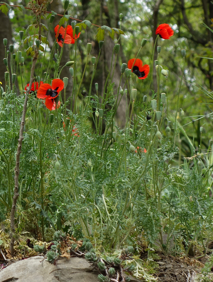 Изображение особи Papaver ambiguum.