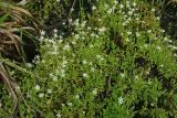 Stellaria crassifolia