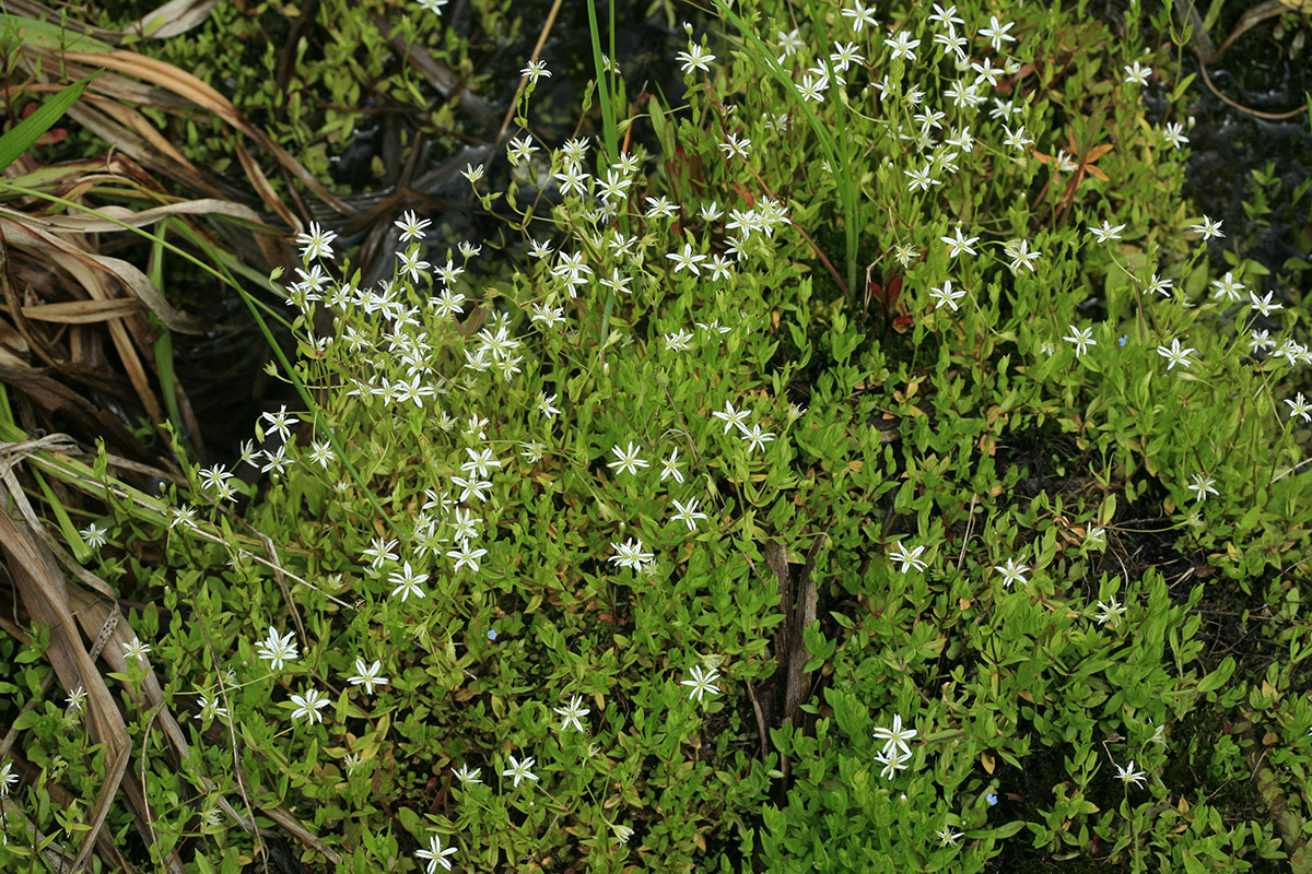 Изображение особи Stellaria crassifolia.