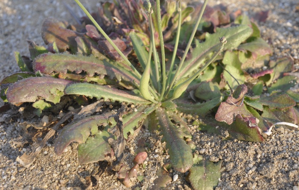 Image of Hypochaeris glabra specimen.