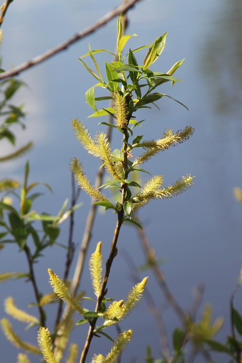 Image of Salix triandra specimen.