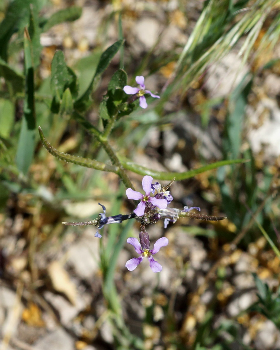 Image of Chorispora tenella specimen.