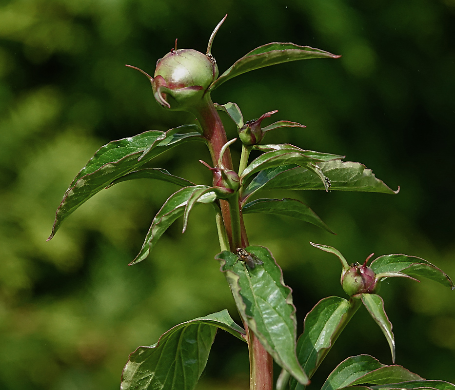 Image of Paeonia lactiflora specimen.