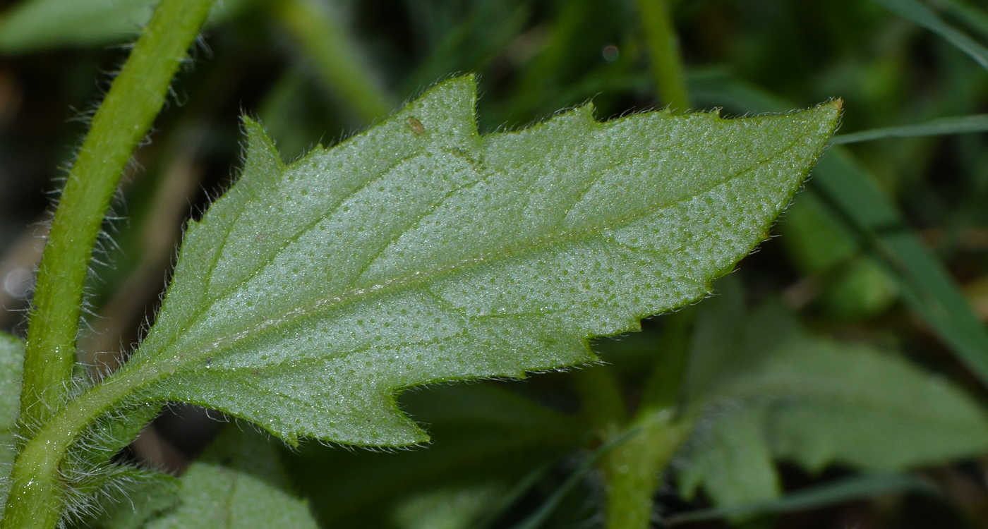 Image of Tridax procumbens specimen.