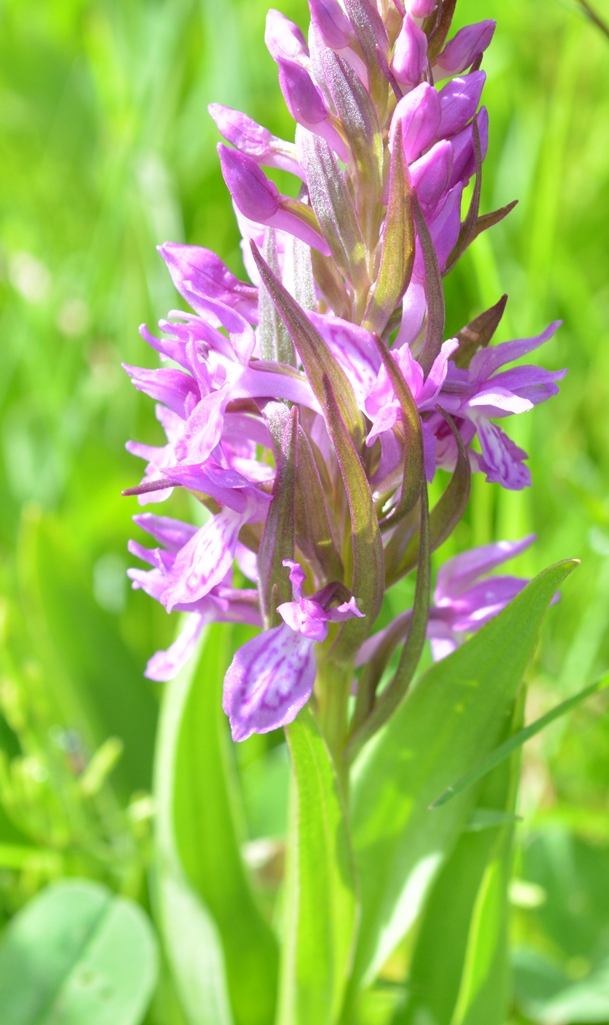 Изображение особи род Dactylorhiza.