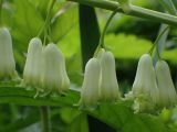 Polygonatum &times; hybridum