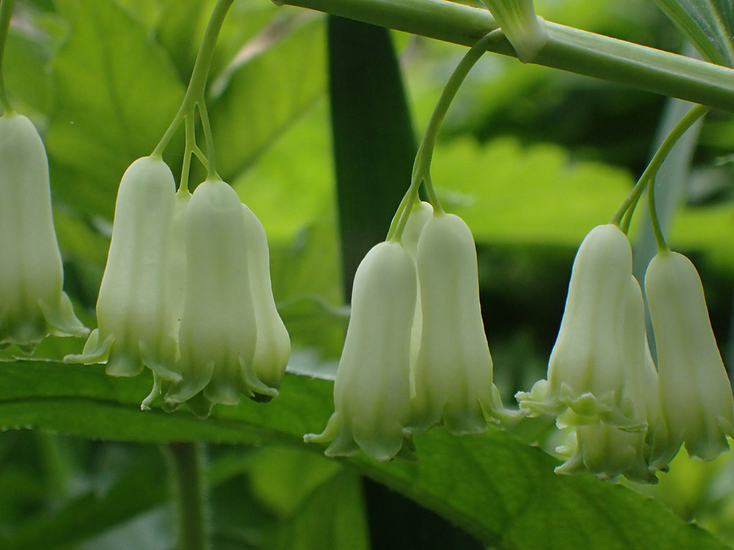 Image of Polygonatum &times; hybridum specimen.