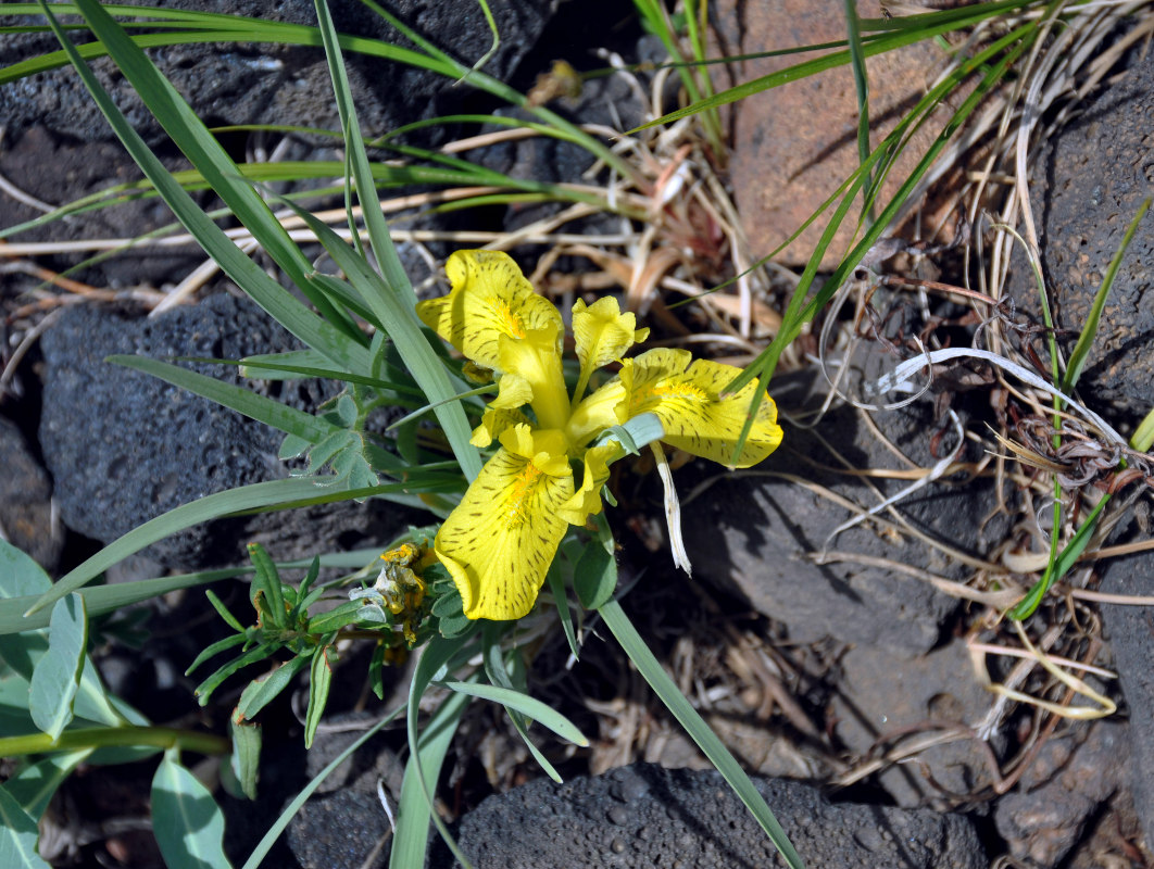 Изображение особи Iris potaninii.