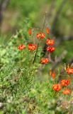 Lilium pumilum