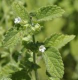 Melissa officinalis. Верхушка побега с цветками. Греция, Олимп (Όλυμπος), окр. приюта \"Ставрос\" (Καταφύγιο \"Σταυρός\"), ≈ 900 м н.у.м., обочина дороги. 12.07.2017.