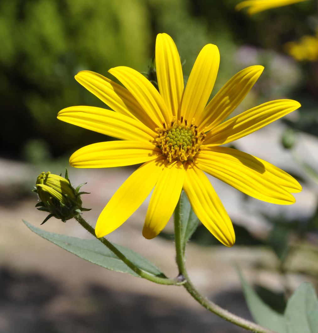 Изображение особи Helianthus tuberosus.