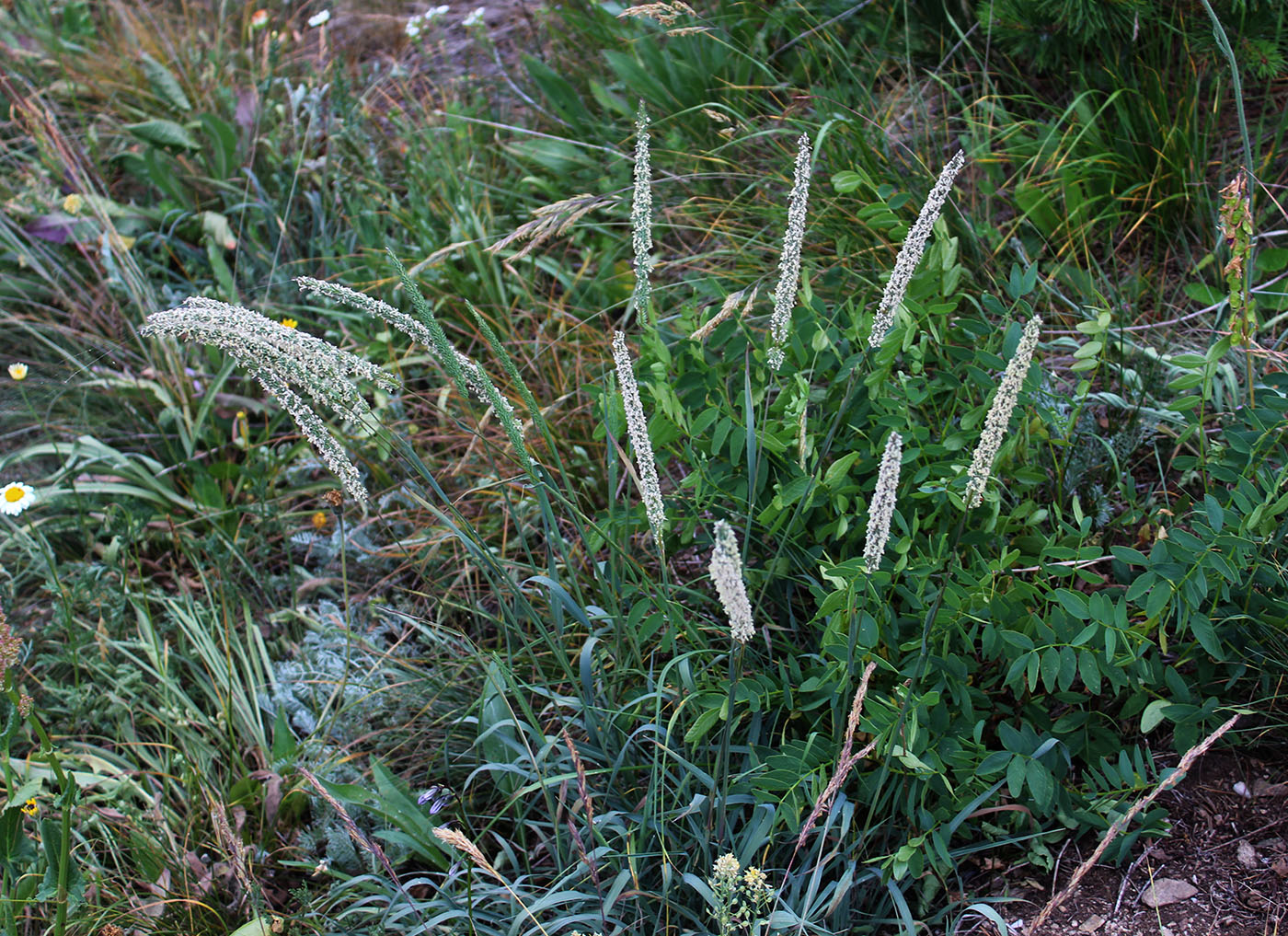 Image of Phleum phleoides specimen.