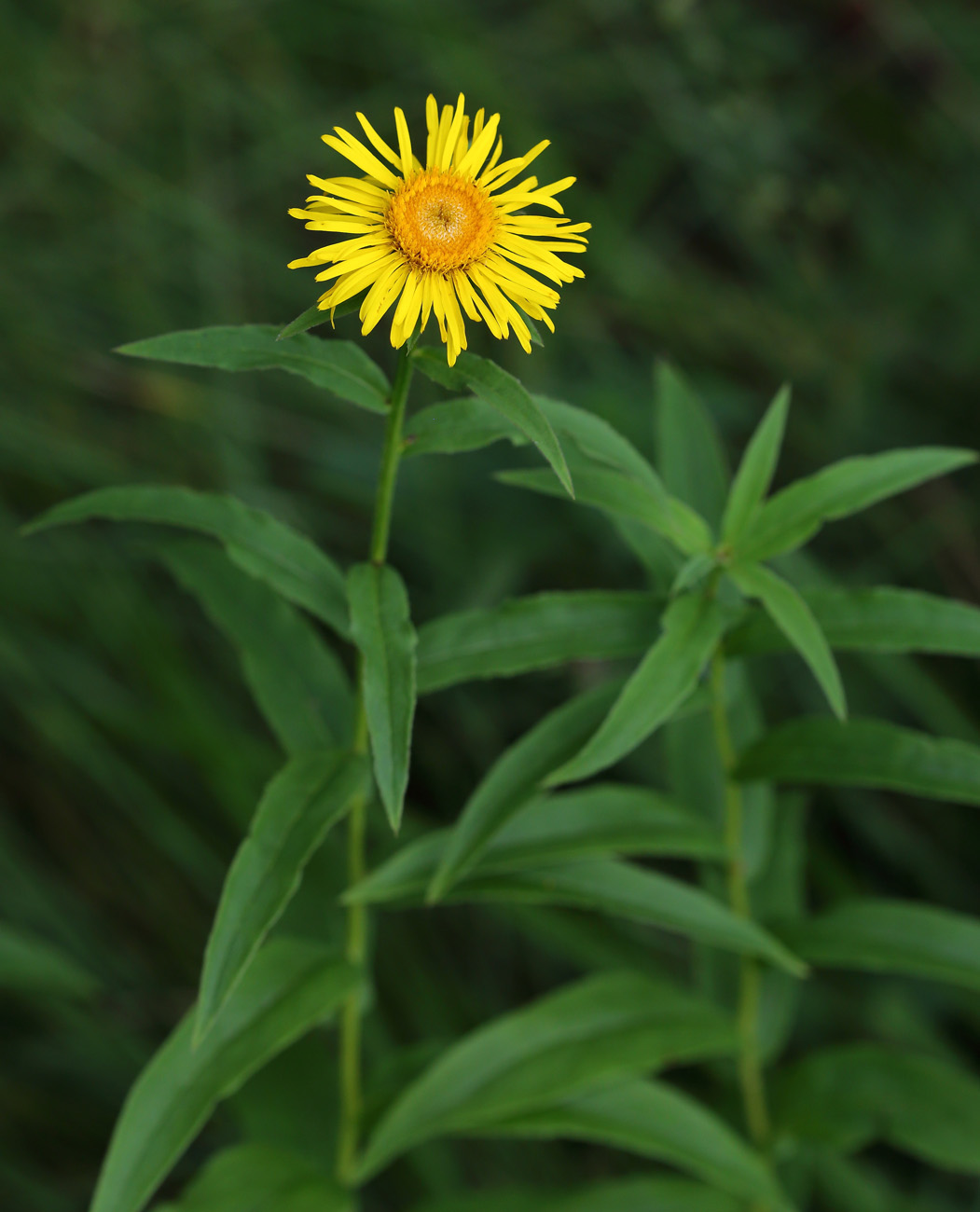 Изображение особи Inula salicina.