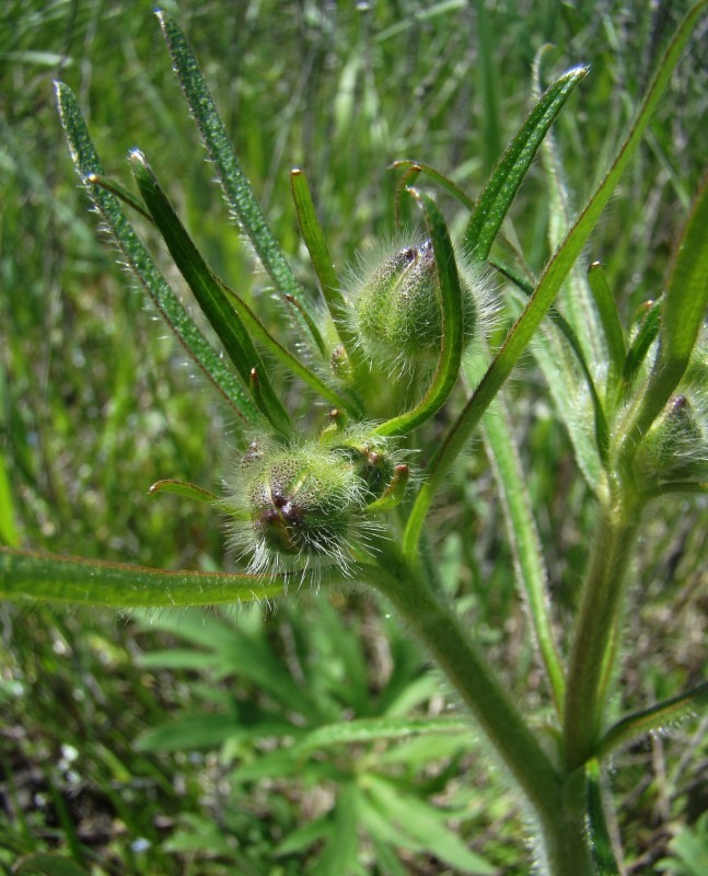 Image of Ranunculus polyanthemos specimen.