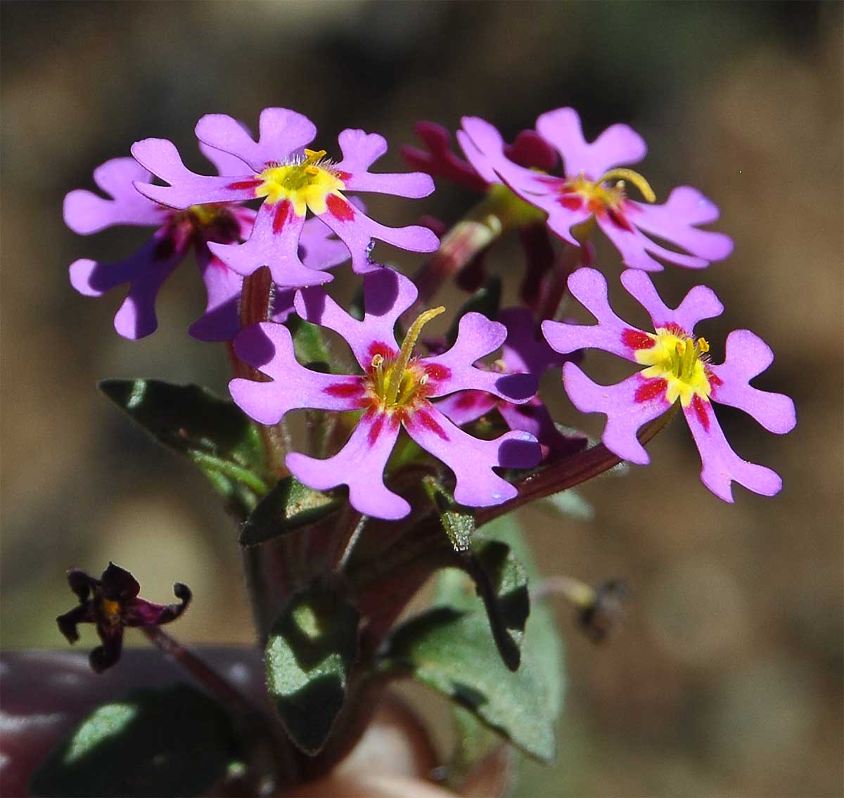 Image of Zaluzianskya minima specimen.