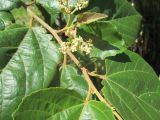 Commersonia bartramia