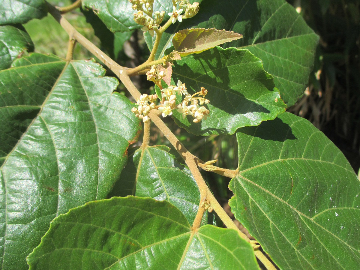 Image of Commersonia bartramia specimen.